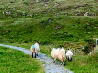 Ring of Kerry